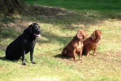 Piper lab  two cockers Fern & Teal drying off