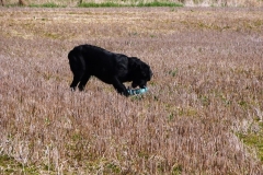 Piper marked and picking dummy