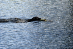 Piper retrieving water dummy