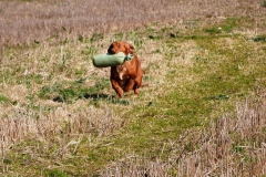 Teal on the dummy retrieve
