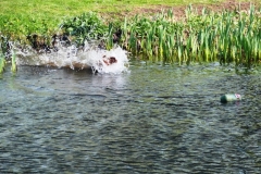 Teal, young pup water bound for dummy